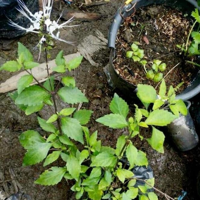 

Terlaris Bibit Tanaman Kumis Kucing Hernal/Pohon Kumis Kucing Herbal