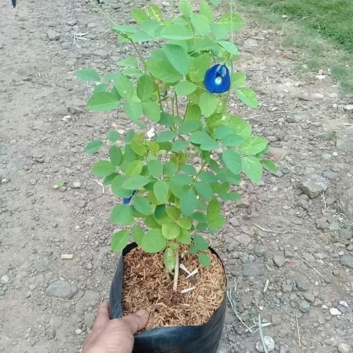 

Terlaris Bibit Tanaman Bunga Telang - Tanaman Herbal Bunga Telang