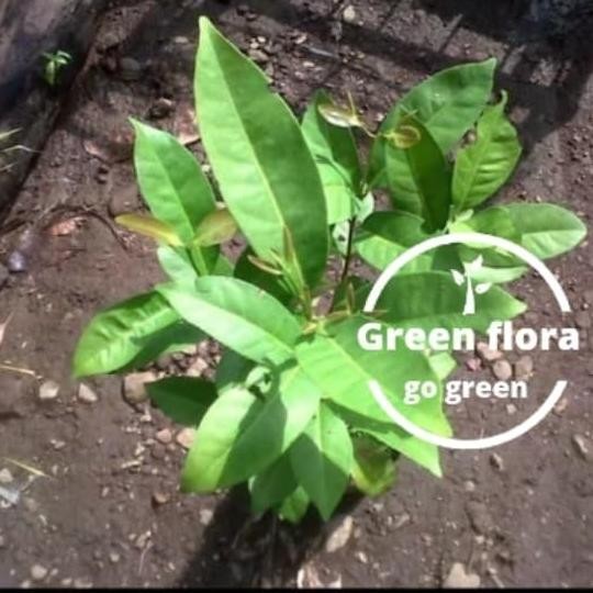 

Terlaris Bibit Pohon Salam-Bibit Pohon Daun Salam-Tanaman Daun Salam