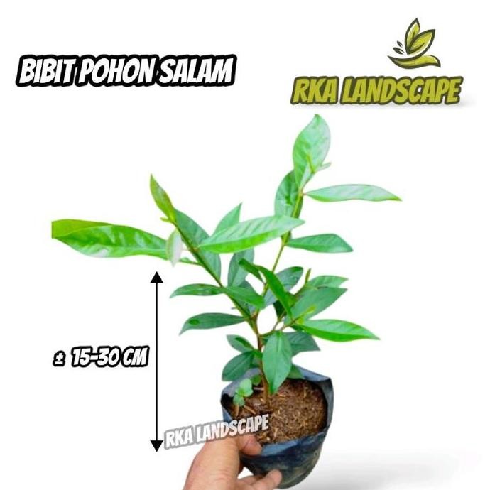 

Terlaris Bibit Pohon Salam / Daun Salam / Anakan Pohon Salam - Tanaman Bumbu Dapur - Tanaman Herbal Daun Salam - Pohon Salam Bibit