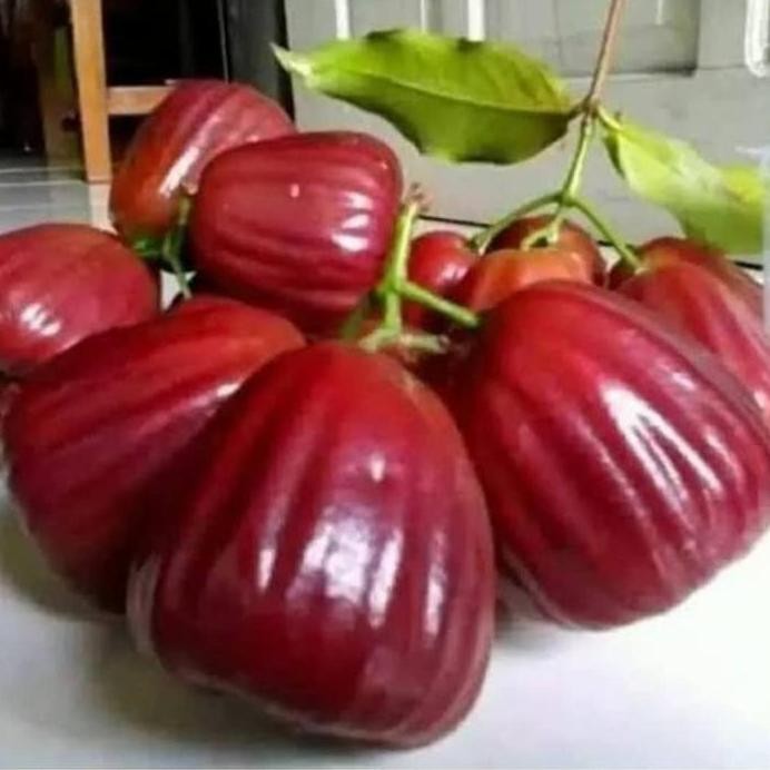 Terlaris Bibit Jambu Air King Rose Unggul