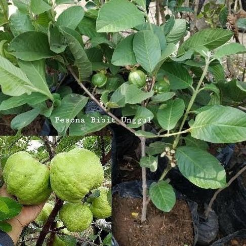

Terlaris Bibit Buah Jambu Kristal Putih(Nonbiji) Berbunga/Berbuah