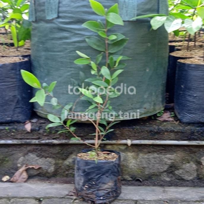 

Terlaris Bibit Tanaman Buah Jambu Feijoa Original Fres