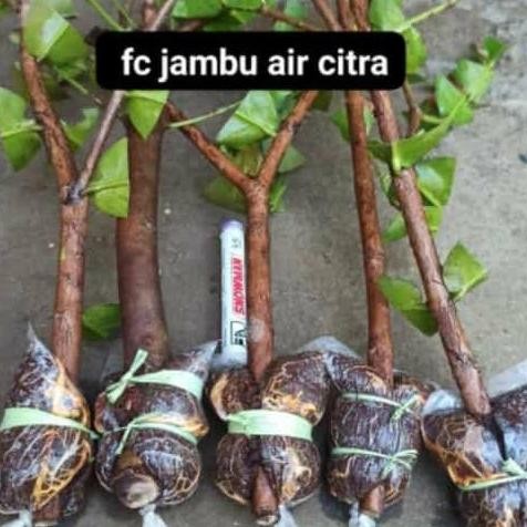 

Terlaris Bibit Fresh Cangkok Jambu Air Citra Jumbo Batang Besar