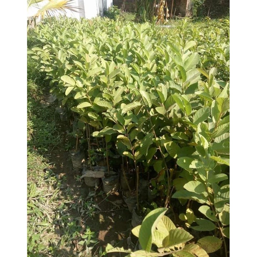 

Terlaris Bibit Tanaman Jambu Getas Merah Unggul