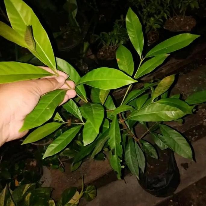 

Terlaris Bibit Tanamn Daun Salam Rempah Rempah