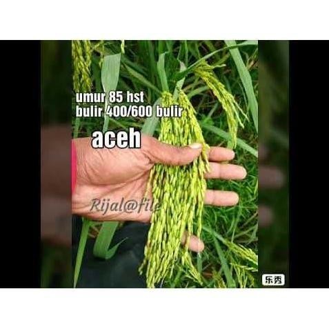 

Terlaris Benih Padi Siam-Siam Bibit Padi Unggul 5 Kg
