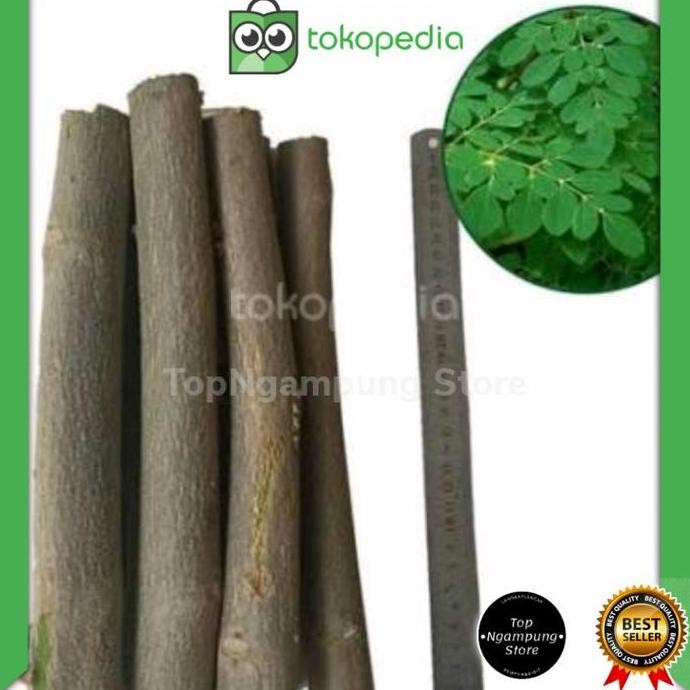 

Terlaris Bibit Stek Pohon Kelor Daun Tanaman Herbal Murah
