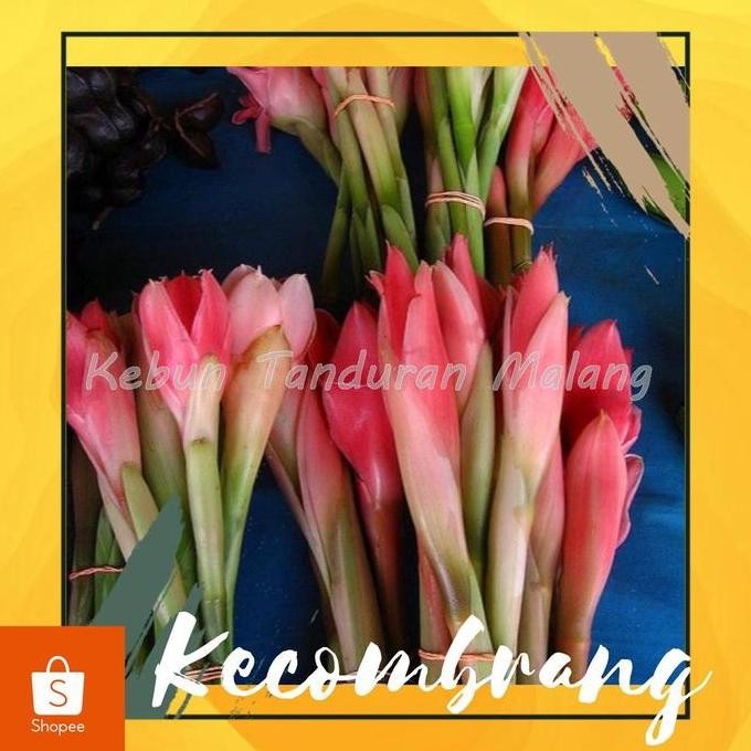 

Terlaris Tanaman Herbal Kecombrang