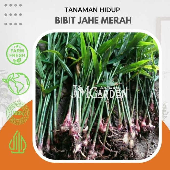 

Terlaris [Jm Garden] Bibit Jahe Merah Super Premium - Tanaman Herbal