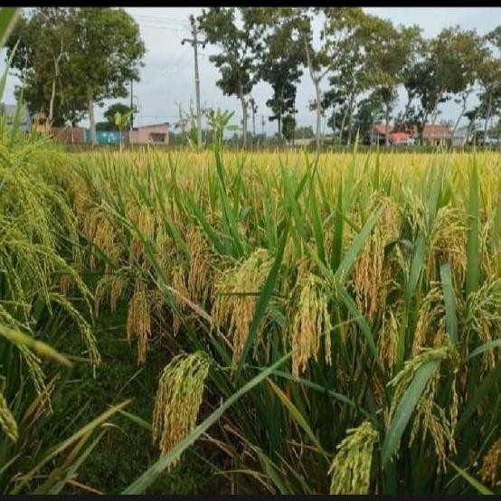 

Terlaris Benih Bibit Padi Ciherang Beruang Cbr 1Kg