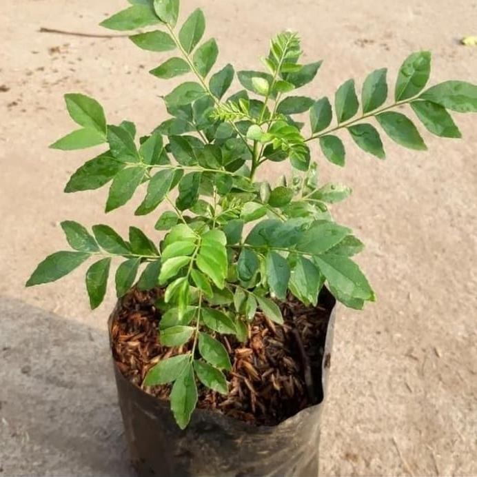 

Terlaris Bibit Tanaman Pohon Salam Koja Daun Kari Bibit Kari Bibit Salam