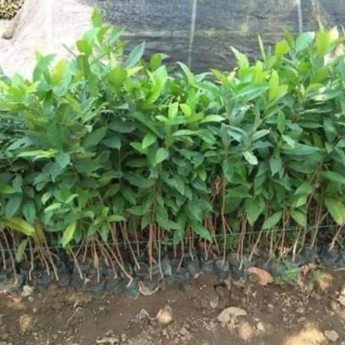 

Terlaris Promo Bibit Pohon Salam // Daun Salam Bumbu Sangat Berkualitas