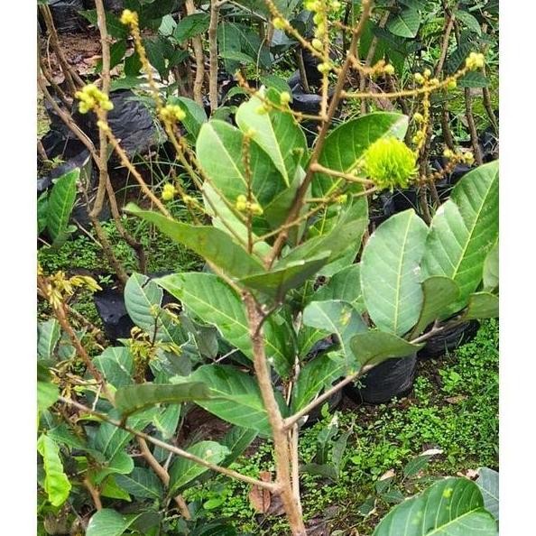 Hasil Cangkok Bibit Tanaman Buah Rambutan Merah Binjai Rambutan Binjay Rambutan Rapiah ISTIMEWA