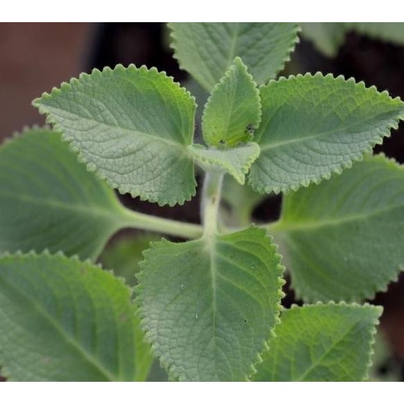 

Terlaris Tanaman Herbal Jinten