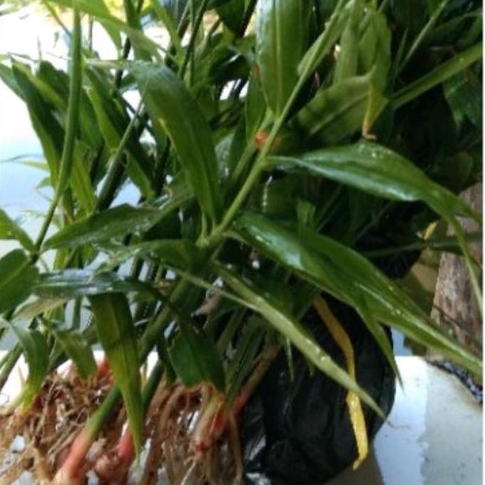 

Terlaris Bibit Tanaman Jahe Putih // Pohon Herbal Jahe Putih Sudah Bagus