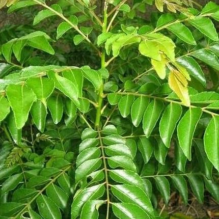 

Terlaris Bibit Tanaman Salam Koja Bumbu Dapur/Daun Kari