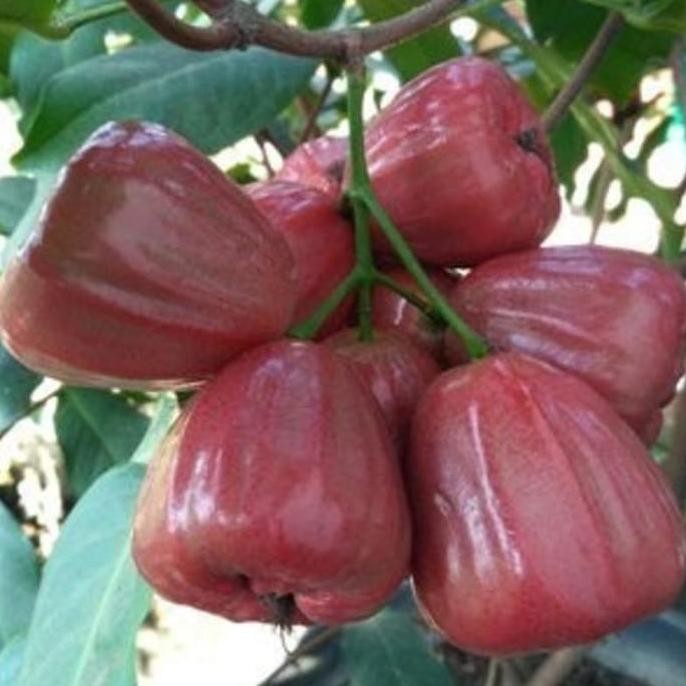 

Terlaris Bibit Jambu Air Dalhari Super