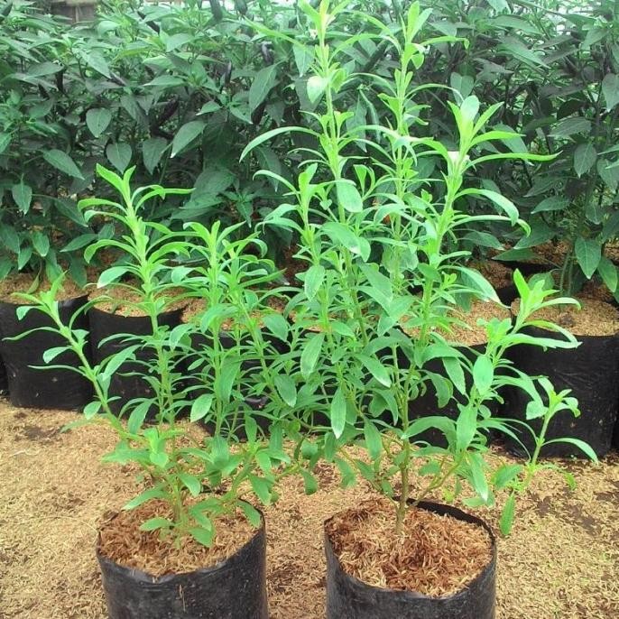 

Terlaris Daun Herbal Stevia - Bibit Tanaman Obat Stevia Daun Manis