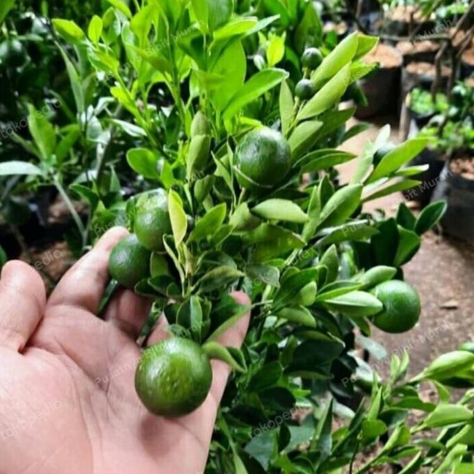 Bibit Tanaman Jeruk Santang Madu 1 Meter Berbuah-Pohon Jeruk Manis PREMIUM