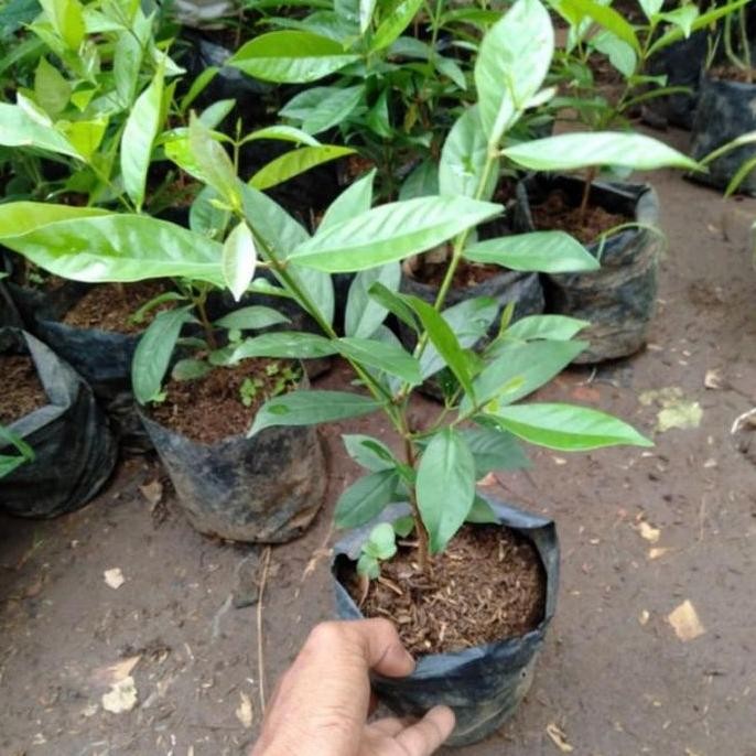 

Terlaris Bibit Daun Salam - Daun Salam Bumbu Masak / Beli 1 Gratis 1