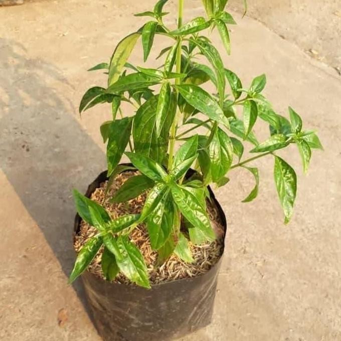 

Terlaris Bibit Tanaman Herbal Daun Sambiloto Bibit Sambiloto Pahitan