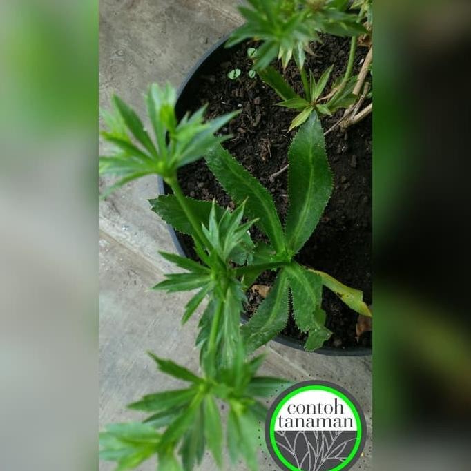 

Terlaris Tanaman Obat Herbal Culantro - Ketumbar Panjang - Daun Walang Sangit