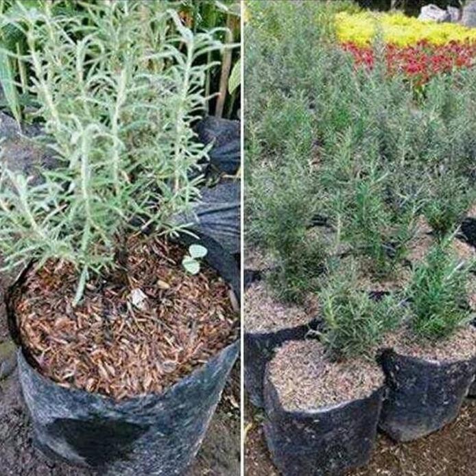 

Terlaris Bibit Tanaman Rosemary / Pohon Rosemary / Tanaman Herbal Berkualitas