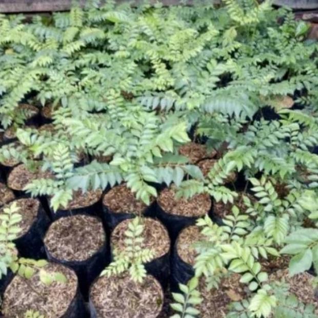 

Terlaris Bibit Daun Kari // Salam Koja Berkualitas