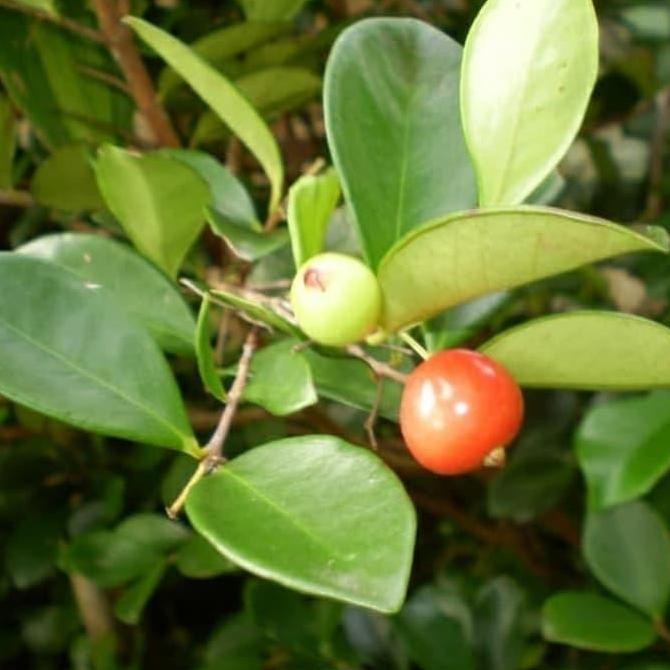 Bibit Pohon Beach Cherry Merah - Buah Ceri - Tanaman Beach Ceri Merah PREMIUM