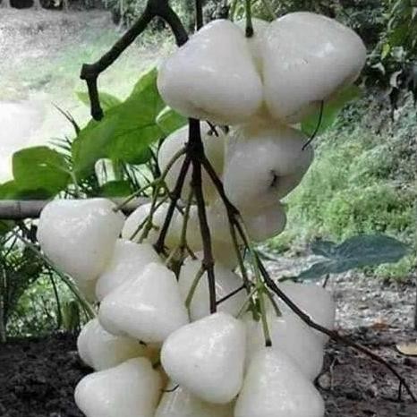 

Terlaris Bibit Jambu Air Madura, Genjah Rajin Berbuah