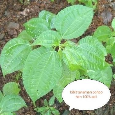 

Terlaris Bibit Tanaman Pohpohan - Daun Pohpohan - Tanaman Herbal