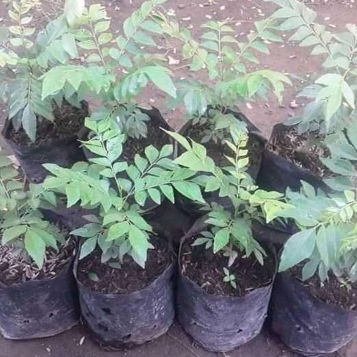 

Terlaris Bibit Salam Koja/Daun Kare Tanaman