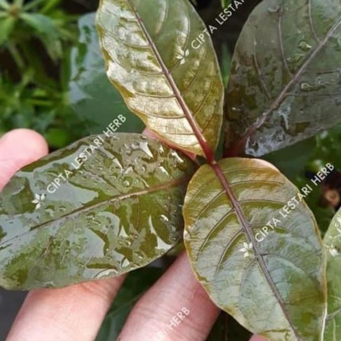 

Terlaris Berkhasiat Untuk Obat Bibit Pohon Bunga Ungu-Tanaman Herbal Handeleum