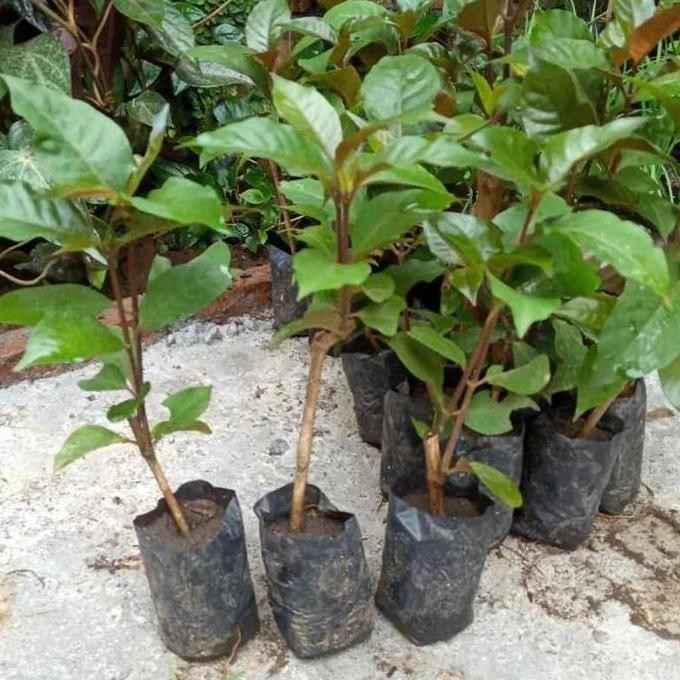 

Terlaris Bibit Pohon Handelem - Handeleum - Tanaman Daun Ungu - Obat Herbal