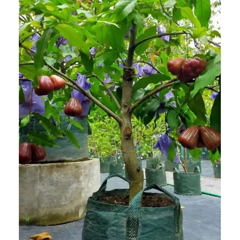 

Terlaris Bibit Pohon Jambu Air Deli Merah