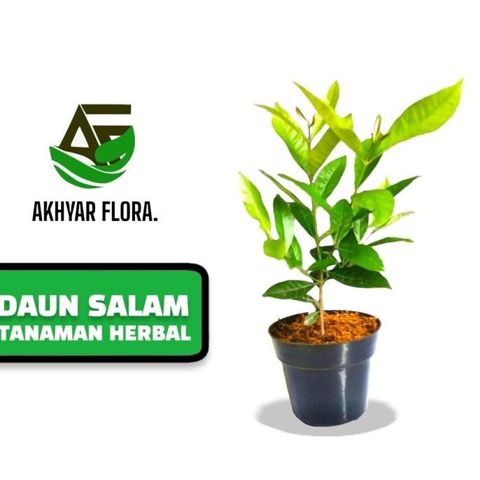

Terlaris 4Man Bibit Daun Salam Tanaman Daun Salam Pohon Salam