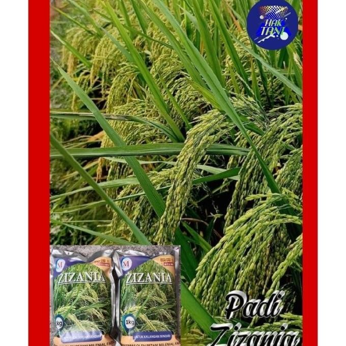 

Terlaris Terlaris!! Benih Padi Bibit Padi Zizania Terbaru 5Kg Terbaik Best Seller