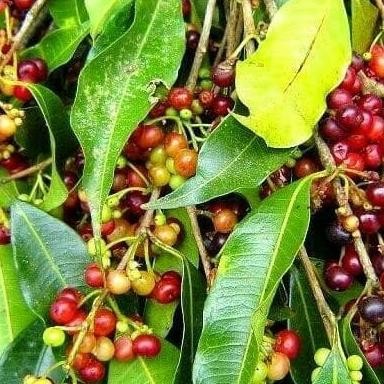 

Terlaris Anyar Bibit Tanaman Pohon Buah/Herbal/Bumbu Pohon Daun Salam .B Cccc