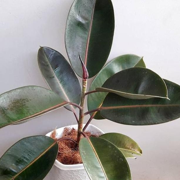 

Terlaris Bibit Tanaman Hias Herbal Karet Kebo Tinggi 30-50Cm