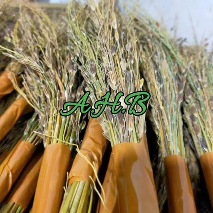 Terlaris Merang Sapu Padi Ketan Hitam Per Ikat