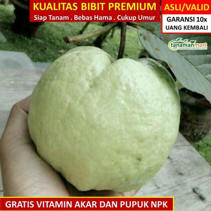 

Terlaris Bibit Jambu Kristal Ukuran P35
