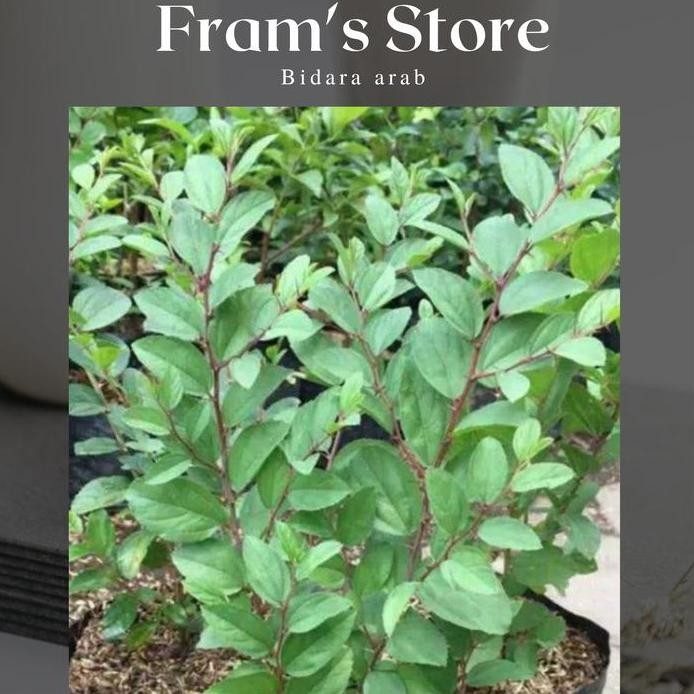 

Terlaris Tanaman Hias Bidara Arab Pengusir/ Tanaman Hias Bidara Arab Herbal