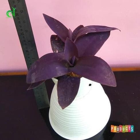 

Terlaris Tanaman Hias Obat Herbal Adam Hawa Daun Merah Tua