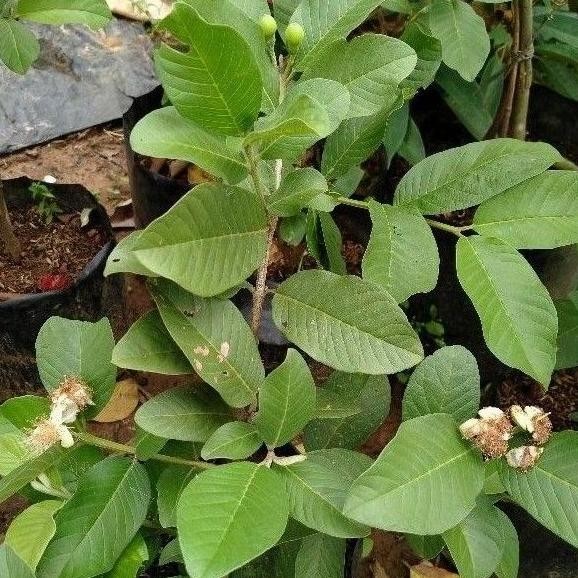 

Terlaris Fresh Cangkok Jambu Kristal Asli Bibit Jamkis Putih