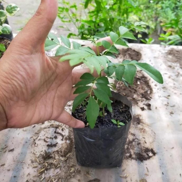 

Terlaris Bibit Daun Kari 25 Cm, Salam Koja Temurui Wild Curry Leaves Murah