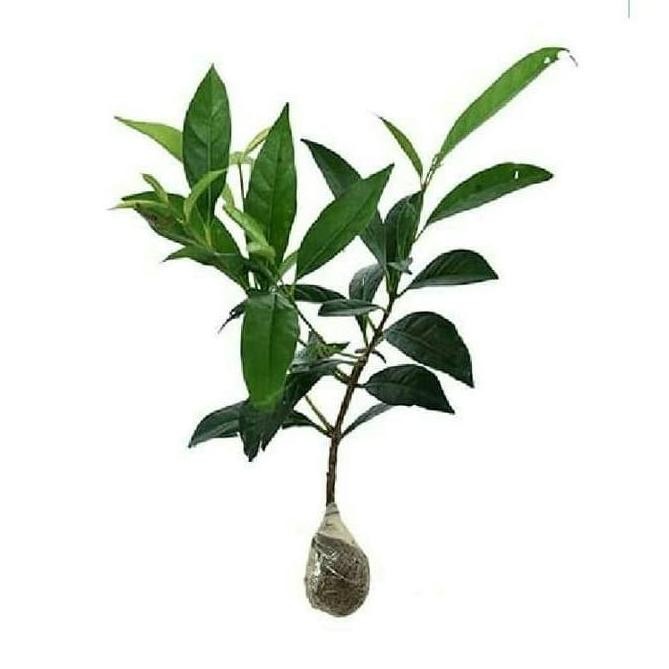 

Terlaris Bibit Tanaman Pohon Buah/Herbal/Bumbu Pohon Daun Salam Cccc