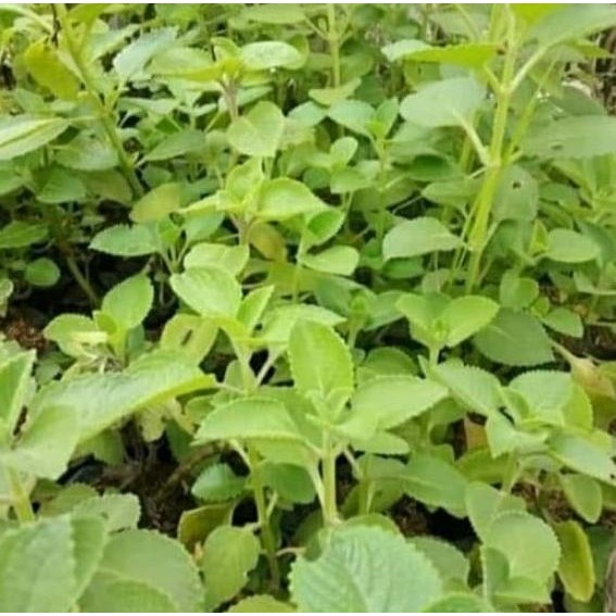 

Terlaris Bibit Jintan Hitam Tanaman Herbal