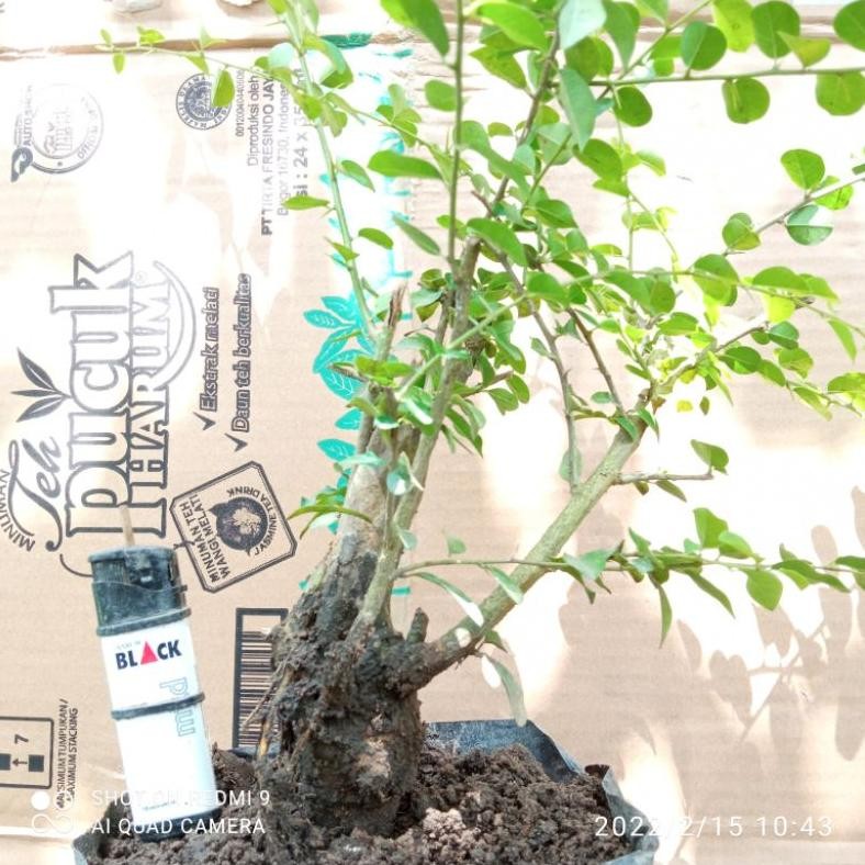 Tanaman Hias Bahan Dongkelan Bonsai Sisir / Kaliage - Savanan Bonsai