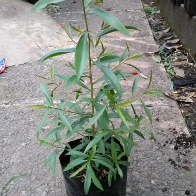 

Terlaris Bibit Pohon Kayu Putih/Tanaman Kayu Putih Obat Herbal Penghasil Minyak